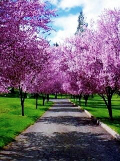 Cabinet individual de psihologie FORĂSCU SIMINA